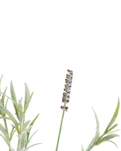 Load image into Gallery viewer, Faux Lavender Stem
