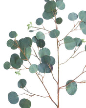 Load image into Gallery viewer, Faux Seeded Dollar Eucalyptus Stem
