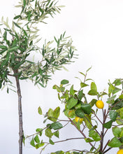 Load image into Gallery viewer, Faux Potted Olive Tree
